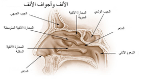 محارة أنفية