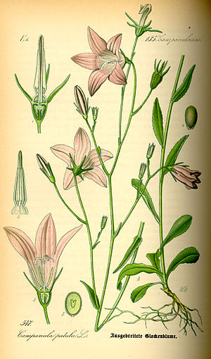 Wiesen-Glockenblume(Campanula patula)