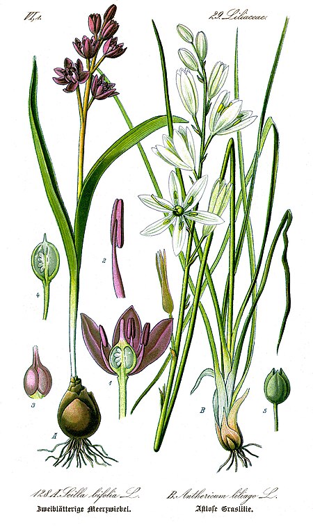 Scilla bifolia