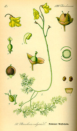 Illustration Utricularia vulgaris0.jpg