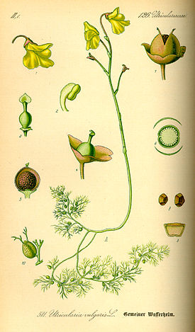 Harilik vesihernes Utricularia vulgaris