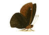 Illustrations of Exotic Entomology Hesperia Arcas.jpg