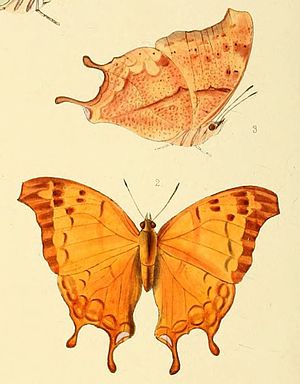 Female, under and upperside Illustrations of new species of exotic butterflies Nymphalis I, Charaxes zoolina.jpg