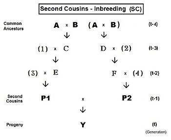 Pedigree analysis Second cousins