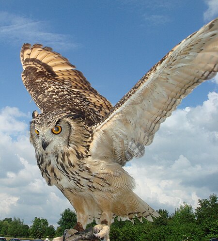 Tập_tin:Indian_eagle_owl_wings_spread.JPG