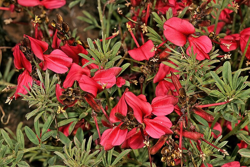 File:Indigofera hedyantha subsp. hedyantha 1176.jpg