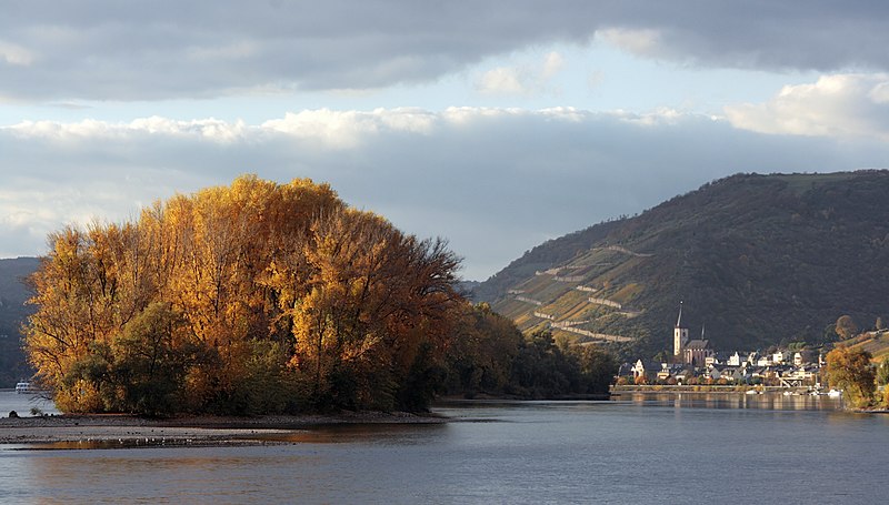 File:Insel Lorcher Werth im Rhein UNESCO Welterbe Mittelrheintal.jpg