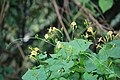Ipomoea hederifolia var. lutea - Yellow Trumpet Morning Glory at Kanhirakkolli (2).jpg
