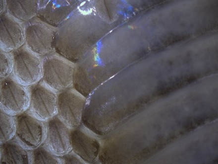 The large scutes on the right side cover the ventral, or belly side of the snake. The smaller scales cover the rest of the snake. Note how the scales overlap.