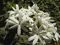 File:Jasmin (4754541197).jpg - Wikimedia Commons