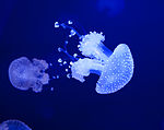 Медузы в аквариуме Мальмы