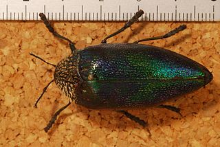 <i>Sternocera pulchra</i> Species of beetle