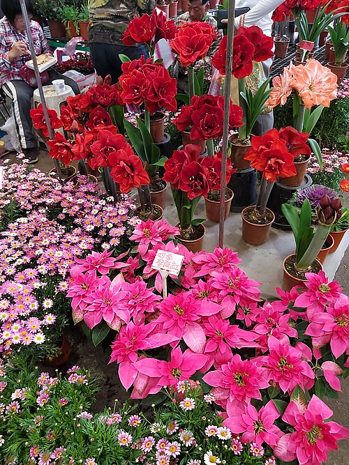 The Amaryllis and Poinsettia are sales on Flower Market.