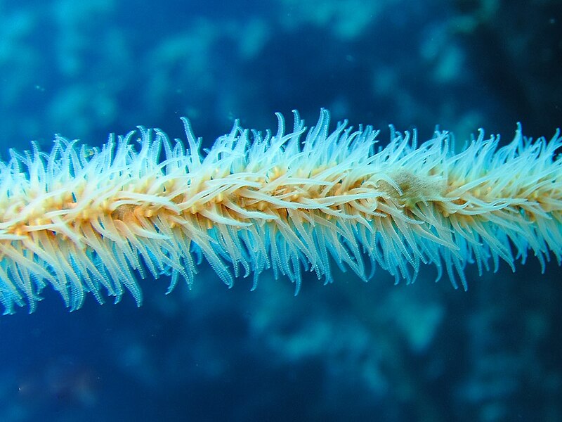 File:Junceella fragilis - wire-coral-close-up.jpg