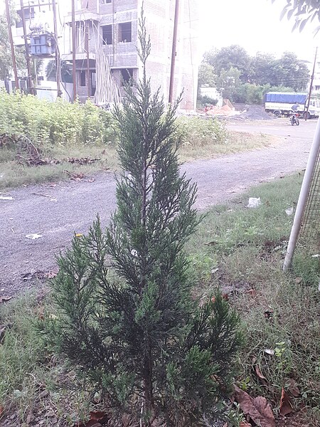 File:Juniperus chinensis at Akola2.jpg