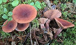 Kamperriisikas Lactarius camphoratus