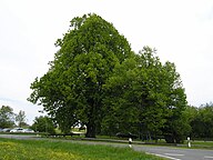 State Tree of Latvia