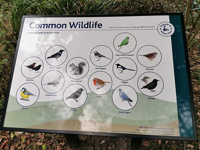 File:Kelsey Park common wildlife.jpg