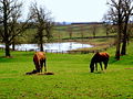 Kentucky's Inner Bluegrass region features hundreds of horse farms.