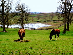 Un allevamento di cavalli nelle campagne del bluegrass