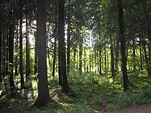 In the southernmost part of Finland, coniferous forests are lush and noble deciduous trees grow here and there. Hemiboreal coniferous forest in Helsinki Central Park; notice the species of grove in the field layer. Keskuspuisto.jpg