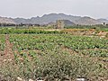 Khat (Catha edulis) farms.jpg