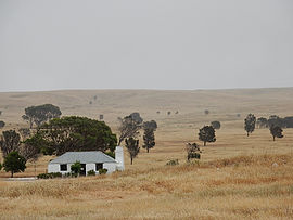 کیانا ، استرالیای جنوبی. jpg