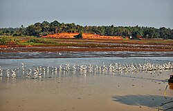 Thrissur'un koal dosyaları.jpg