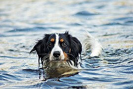 11.5.20 Nederlandse Kooikerhondje