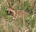 Korean raccoon dog.jpg