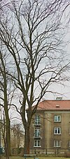 Kraków os. Na Skarpie pomnik przyrody Dąb szypułkowy (Quercus robur).jpg
