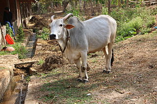 <span class="mw-page-title-main">Krishna Valley</span> Indian breed of draught cattle