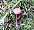 Laccaria laccata (The Deceiver) cap at Lainshaw Woods.jpg