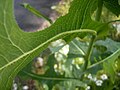 Lactuca serriola