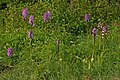 Orchis × angusticruris Orchis purpurea England