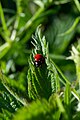 Ladybug on a nettle leaf.jpg