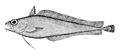 Image 41Cod-like fishes, like this morid cod have a barbel (fleshy filament) on their lower jaw which they use to detect prey buried in the sand or mud. (from Coastal fish)