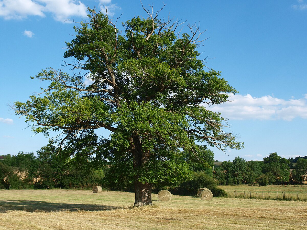 Dąb – Wikipedia, wolna encyklopedia