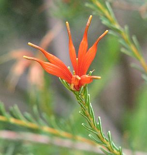 <i>Lambertia ericifolia</i> Species of shrub endemic to the south-west of Western Australia