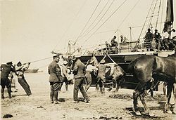 Envoi de troupes de cavalerie sur la péninsule de Gallipoli, à l'entrée du détroit des Dardanelles, vers 1915.