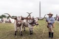 Larry "Professor Paisley" Heidbreder and his yoked Texan longhorns (Justice, left, and Liberty) at the annual Battle of San Jacinto Festival and Battle Reenactment, a living-history retelling and LCCN2014633139.tif