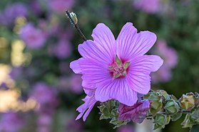 V botanice: Malva olbia (L.) Alef.