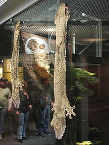 Two U. henkeli hanging head-down from a glass wall of a display in the Museum of Science, Boston Leaf-tailed geckos, Boston.jpg