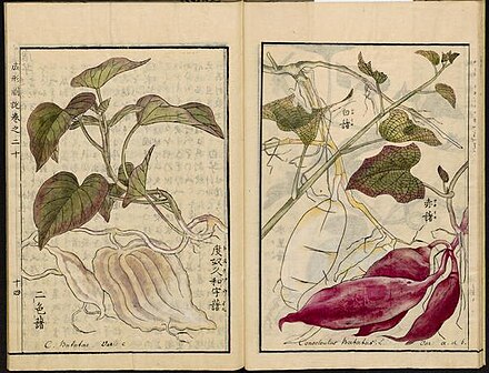 Ipomoea batatas from the Seikei Zusetsu agricultural encyclopedia (circa 1800)