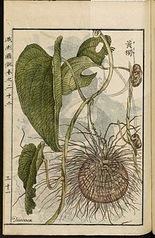 Dioscorea bulbifera L. from the Japanese Seikei Zusetsu agricultural encyclopedia Leiden University Library - Seikei Zusetsu vol. 22, page 031 - Huang Du  - Dioscorea bulbifera L., 1804.jpg