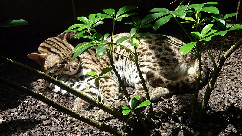 File:Leopard cat singapore zoo.JPG