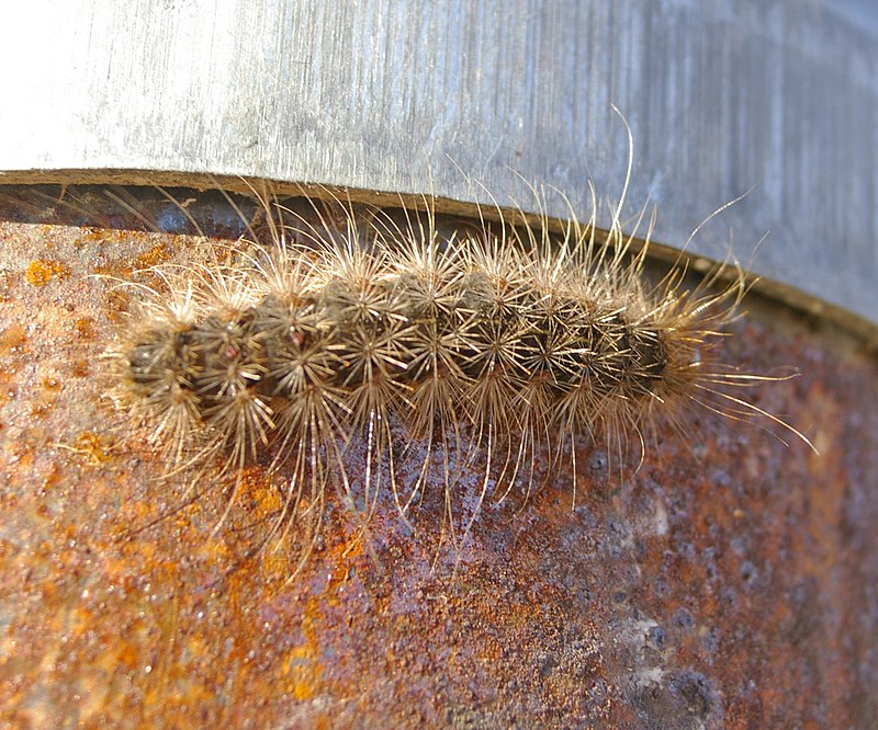 Silky mop head White cedar moth Leptocneria reducta Lymant…