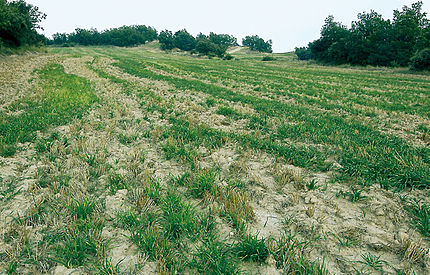 Torà (Segarra), 23 de juliol de 2004