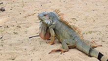 Iguana Verde (Iguana iguana) uno de los reptiles que se encuentran en las playas de San Martín