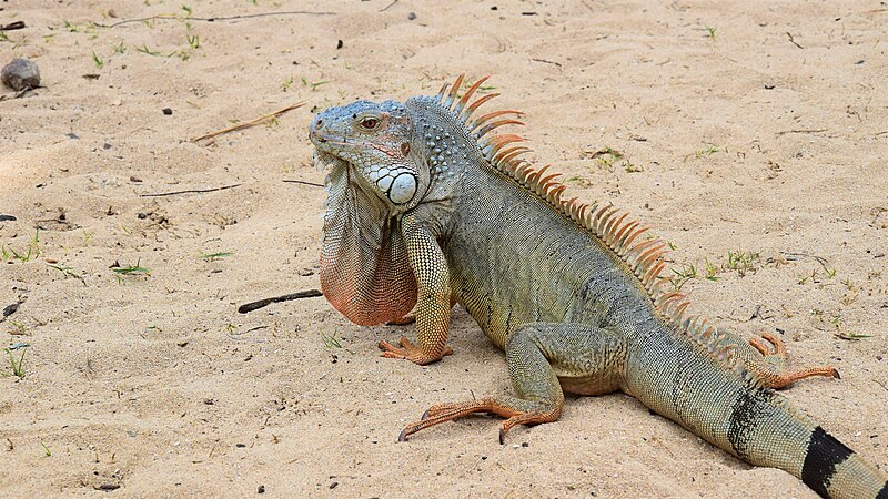 File:Lesser Antillean iguana.jpg